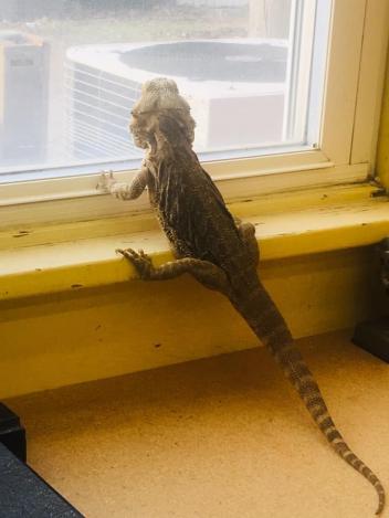A Bearded Dragon in a Virtual Escape Room: Norbert's Census Adventure